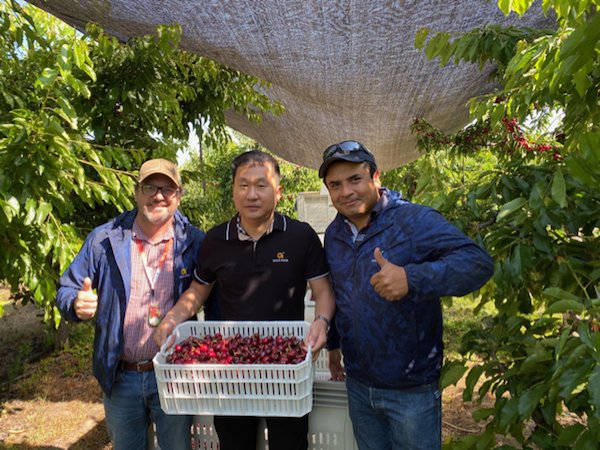 Xie Jinshan, de Gold Anda (China): Somos optimistas sobre la temporada de cerezas chilenas