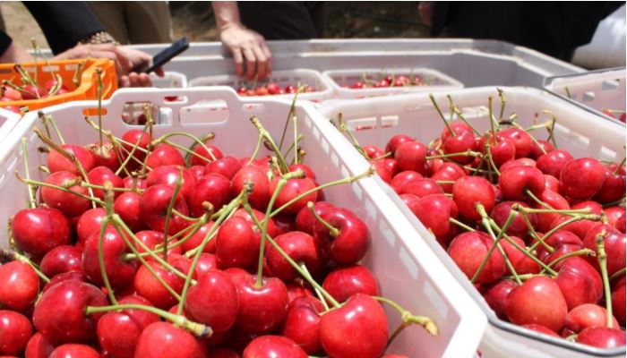 Chile: Fedefruta plantea inquietud por eventuales confinamientos durante peak de cosechas frutícolas.