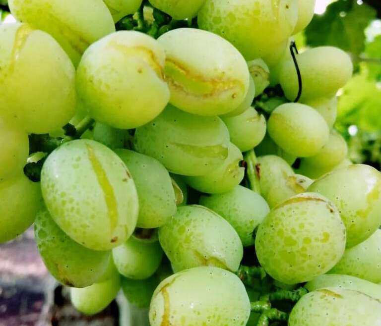 UVANOVA: Diagnóstico y Evaluación de los efectos y daños en Uvas de Mesa, provocados por el evento climático ocurrido entre el 29 de enero y 18 de febrero de 2021